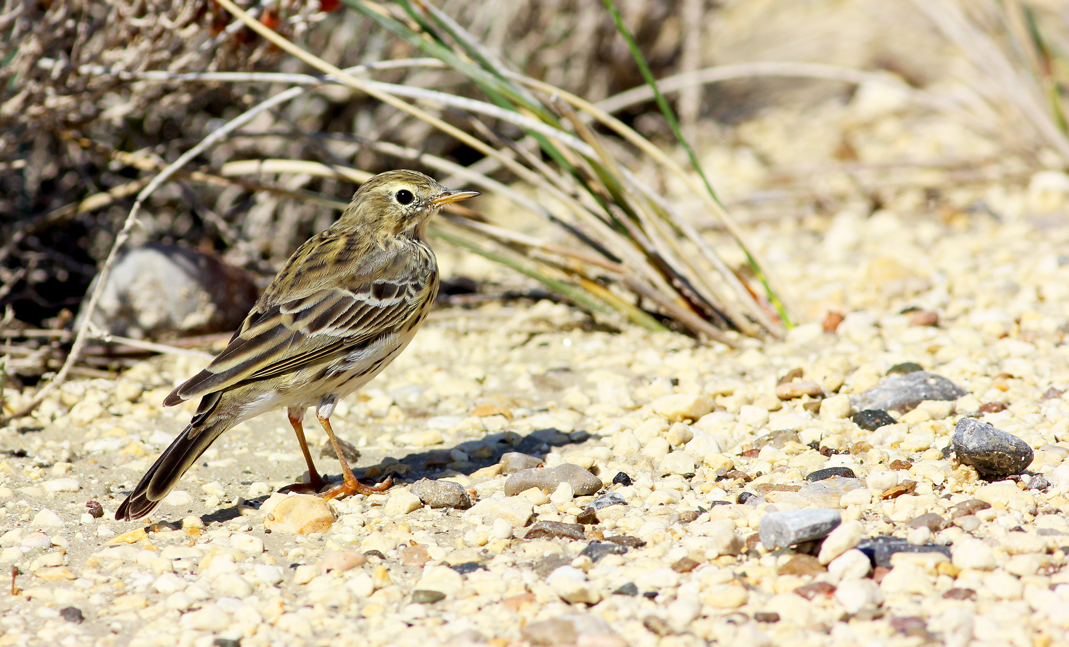 Meadow Pipit